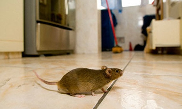 Mouse-in-kitchen-008