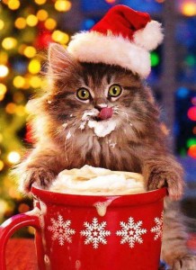 funny-christmas-cat-kitty-love-4711